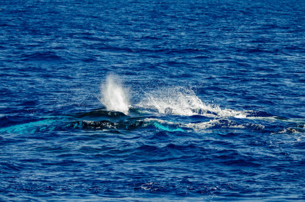 istock A telling blue glow and large splashes tell us a humpback whale lies just below the surface 1142307654