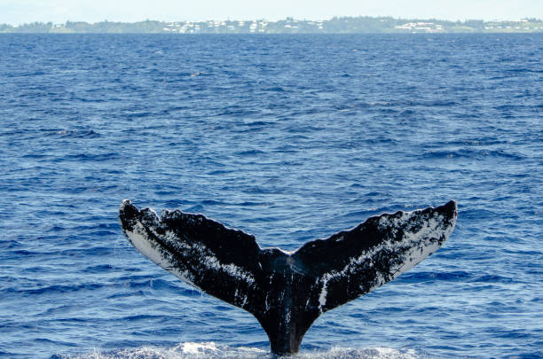 istock Seen in 2008, 2010, 2012 and now 2019, this whale keeps on making this journey 1142308682