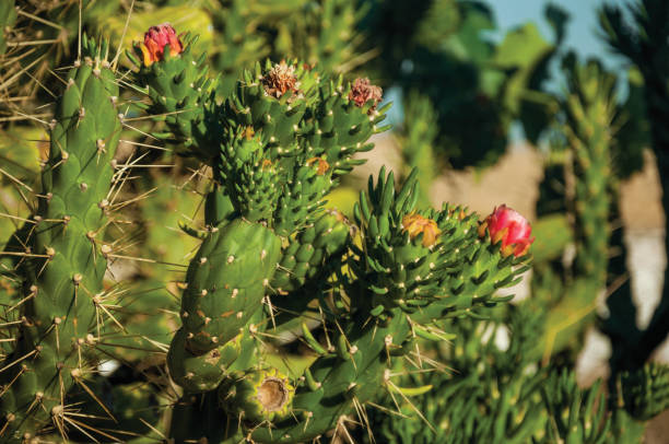 istock Green cactus bush with colorful flowers 1142309320