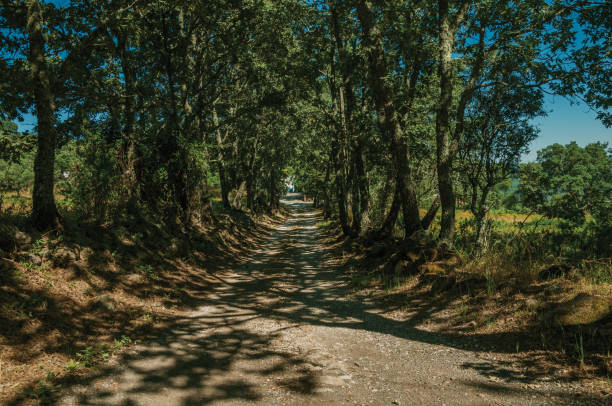 istock Gravel road shaded by lined trees 1142309845
