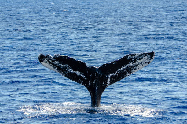 istock A repeat visitor to the island, this is the forth time since  2008 this whale has been spotted 1142309992