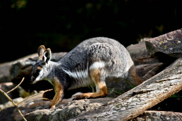 istock a yellow footed rock wallaby 1142311210