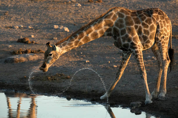 giraffa che beve in una potana d'acqua. - niger delta foto e immagini stock