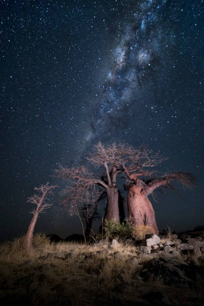 istock Baobab tree under the stars in Botswana. 1142312103