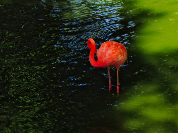 istock Flamingo with legs dipped in a lake 1142312262