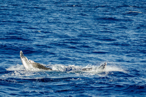 istock Tips of the tail as a whale slowly slips beneath the surface 1142312290