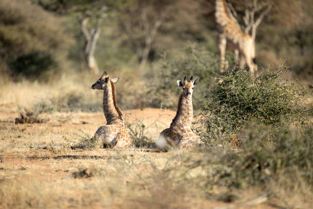 due giovani giraffe riposano. - niger delta foto e immagini stock