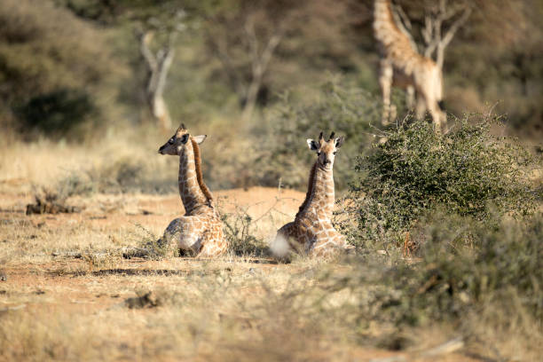 dois jovens giraffes descansar. - niger delta - fotografias e filmes do acervo