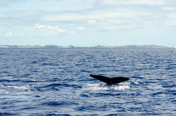 istock Whale 2651 dives and shows the fluke 1142312332