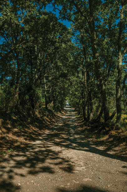 istock Gravel road shaded by lined trees 1142312902