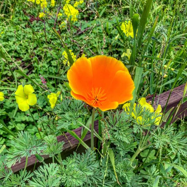 istock California Poppy 1142315542