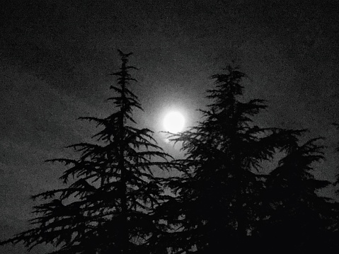Black and white capture of the moon rising over the redwood trees in Northern California.