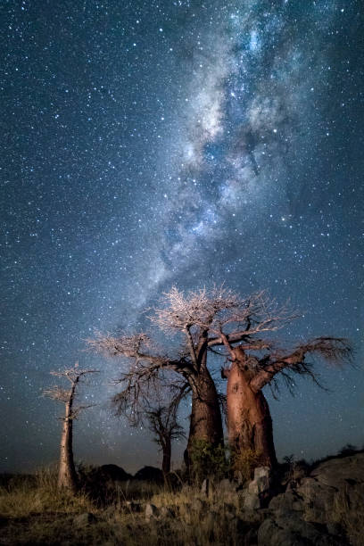istock Baobab tree under the stars in Botswana. 1142317022