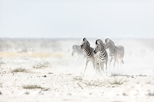 Zebra's kicking up dust.
