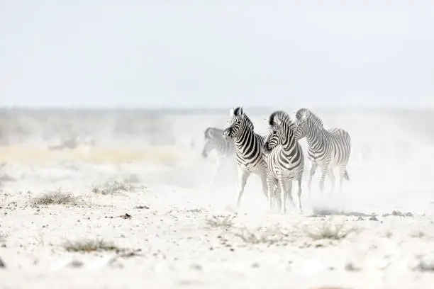 Zebra's kicking up dust.