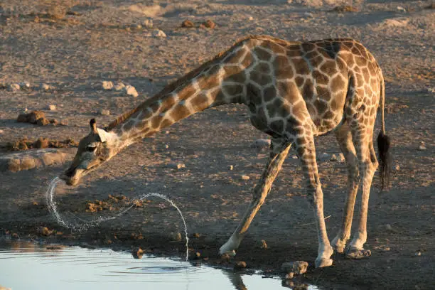 Photo of Giraffe drinking at a water hole.