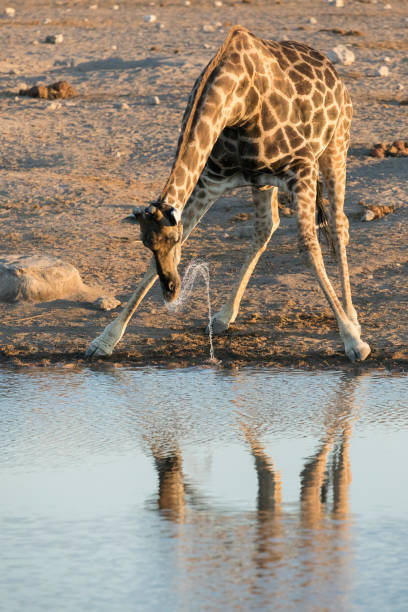 giraffa che beve in una potana d'acqua. - niger delta foto e immagini stock