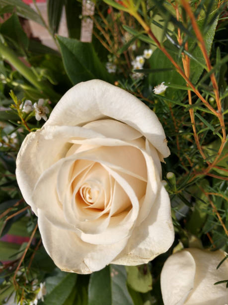 istock white rose in bloom garden close up 1142320575