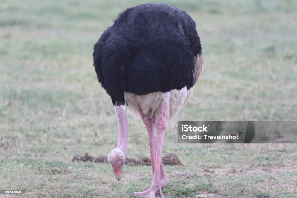 Female Ostrich Stock Photo - Download Image Now - Africa, Animal, Animal  Body Part - iStock
