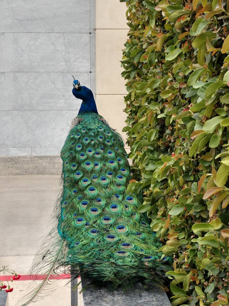 istock Large male peacock looks over his shoulder 1142320632