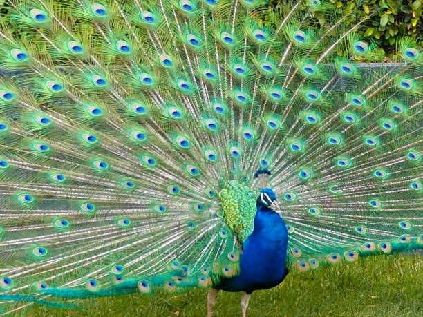 istock Large male peacock full plumage mating ritual dance 1142321200