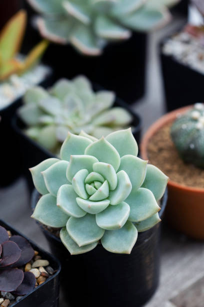 Close up image of Echeveria Elegans cactus Close up image of Echeveria Elegans cactus caenorhabditis elegans stock pictures, royalty-free photos & images