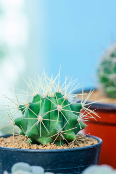 istock Close up image of cactus in flower pot 1142322743