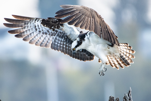 An osprey prepares to make a landing on a piling on Jetty Island, Washington State
