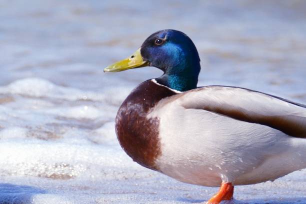 istock Mallard duck, Stockduck 1142328661