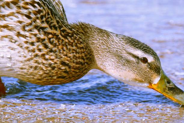 Overhead view of a Canadian good and mallard ducks feeding on seed.  Photo captured with an iPhone.