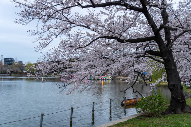 istock Cherry blossoms in Japan 1142330191