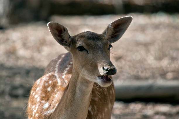 istock the young fawn 1142330362