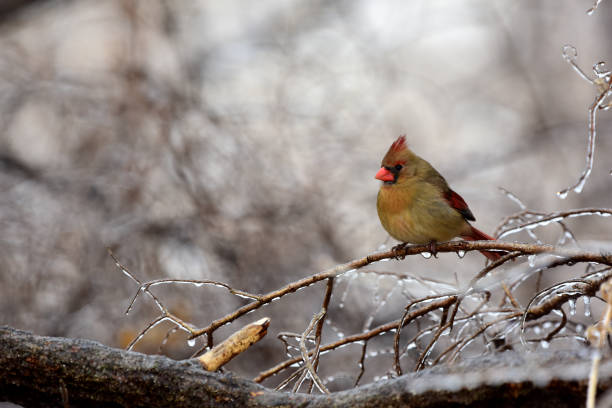 Cold Cardinal A female cardinal perched on a frozen branch on a cold winter day. female cardinal bird stock pictures, royalty-free photos & images