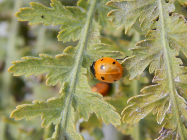 植物のてんとう虫と ladybuy 蛹-ナナホシテン - septempunctata ストックフォトと画像