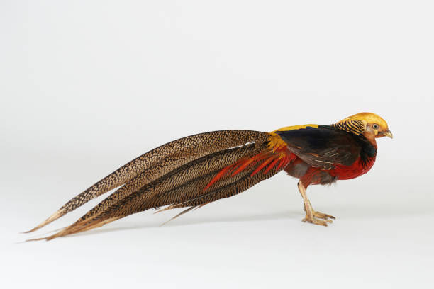 istock Colorful pheasant bird with long tail 1142336503