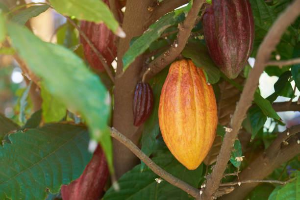 istock Group of cacao pods 1142336511
