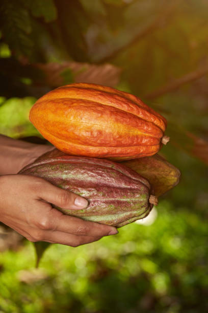 istock Hands holding group of cocoa pods 1142337062