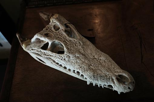 Freshwater crocodile bone skull on the top wood table. - Image