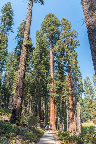 Woman walking on a paved trail in the Sequia National Forest area, red fir on background