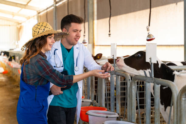 istock Vet examining a beautiful calf 1142340477
