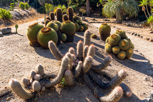 Cacti, Wrigley Botanical Gardens & Memorial on Catalina Island, California.