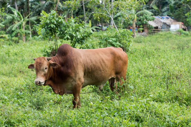 istock Zebu in a field. 1142347645