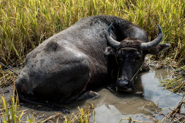 istock Water buffalo in a rice field in the Philippines 1142348315