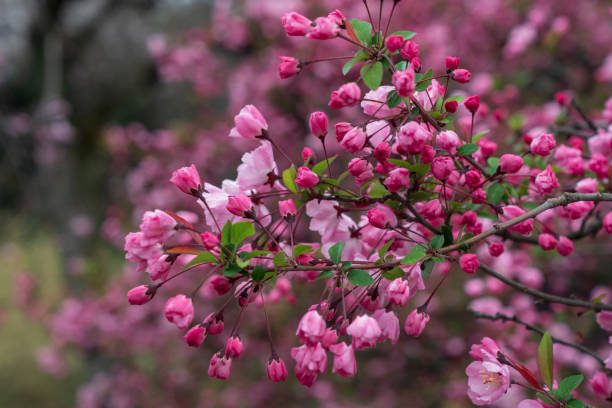 istock Pink Cherry Blossom in Tokyo, Japan 1142348438