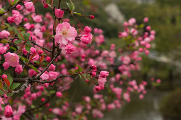 istock Pink Cherry Blossom in Tokyo, Japan 1142348441