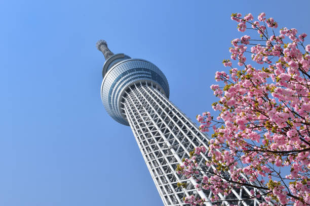 istock Cherry blossoms and Tokyo Sky Tree 1142349597