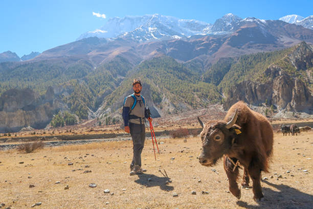 istock Standing by the Mountain Yak 1142352215