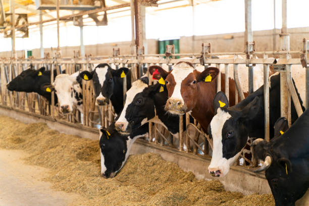 lotto di holstein mucca che mangia in una fattoria di produzione di latte - animal head horse stable barn foto e immagini stock