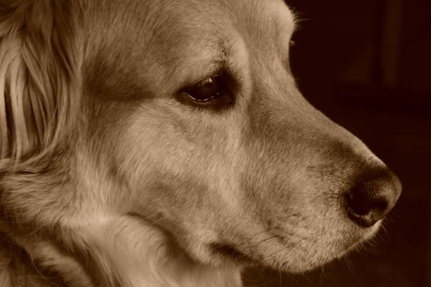 istock Portrait of a dog 1142354087