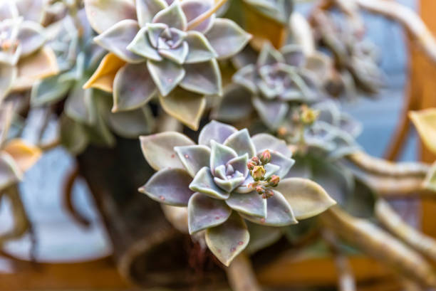 istock Floral Succulent Plant about to Bloom in Spring in Sicily 1142354185